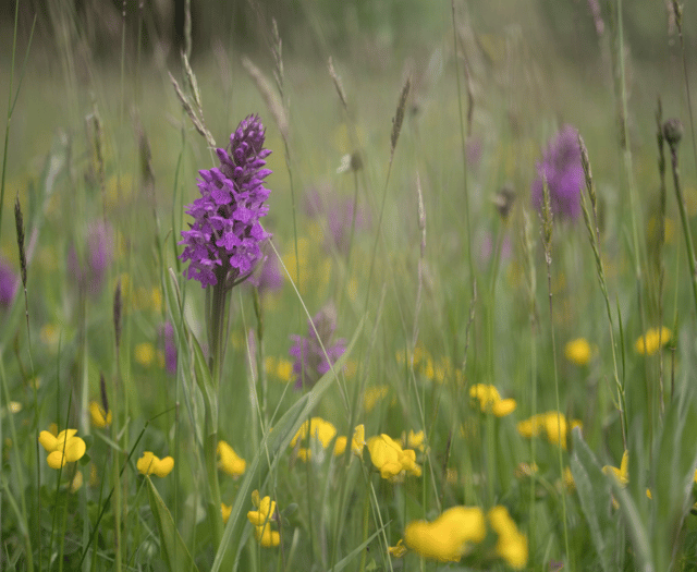 Monmouthshire boosts nature recovery