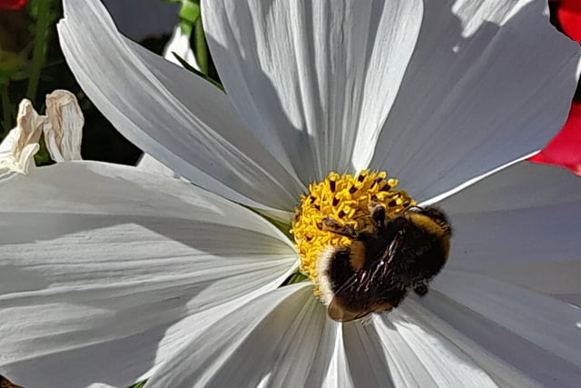 Lydney Town Council's delight at bee boom