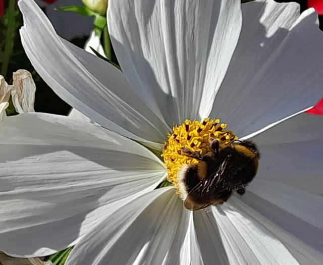 Lydney Town Council's delight at bee boom
