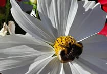 Lydney Town Council celebrates bee activity boost