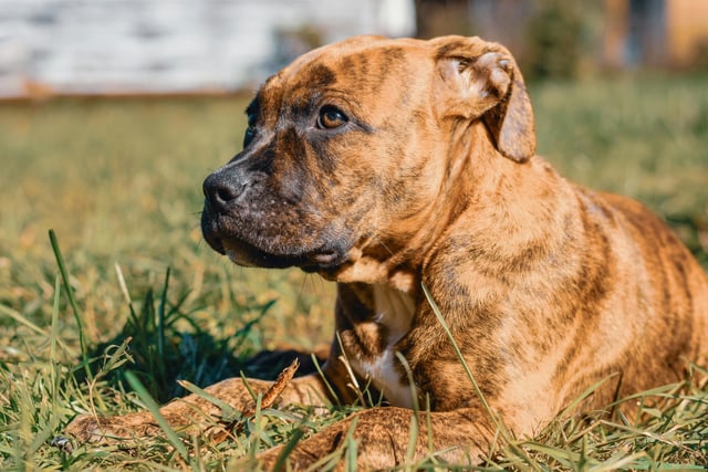 UK dog owners warned of garden dangers