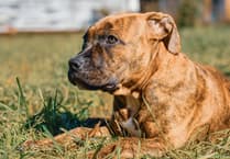 Dog safety tips in rising UK heat
