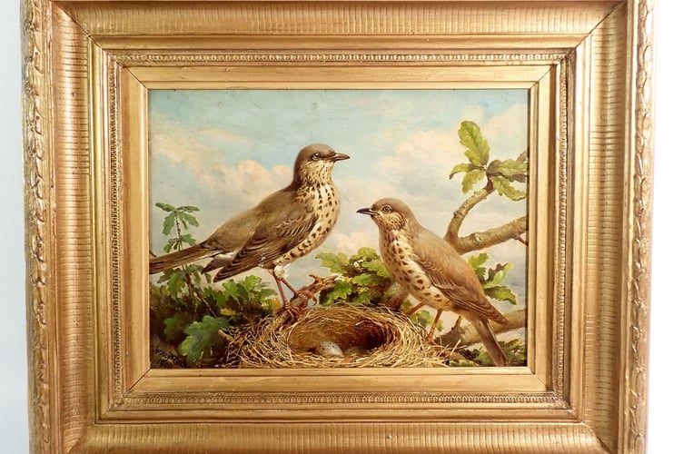 Victorian Oil Thrushes