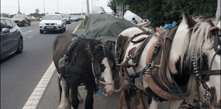 Man stopped on M48 for horse and carriage ride