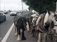 Man stopped on Severn Bridge for horse and carriage ride