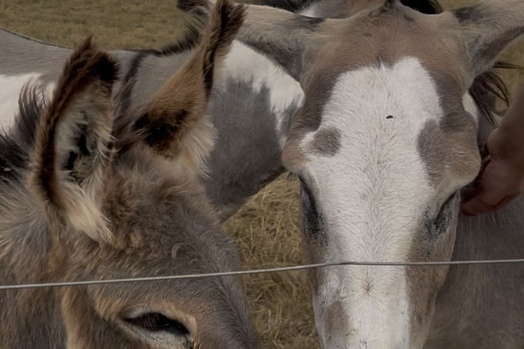 Donkeys at Raglan Farm Park 