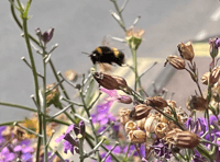 Pollinators Decline in Wales: Local efforts to turn back the tide