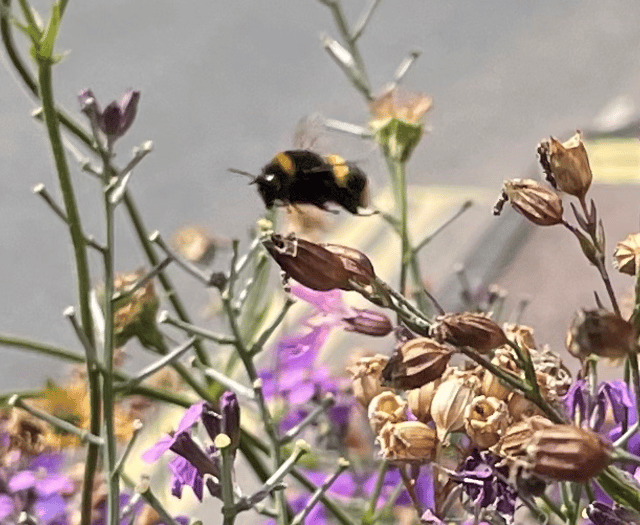 Pollinators Decline in Wales: Local efforts to turn back the tide