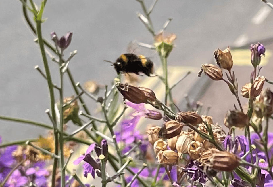 Pollinators Decline in Wales: Local efforts to turn back the tide