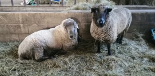 Can you help local animal sanctuary faced with food shortages?