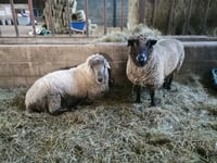 Can you help local animal sanctuary faced with food shortages?