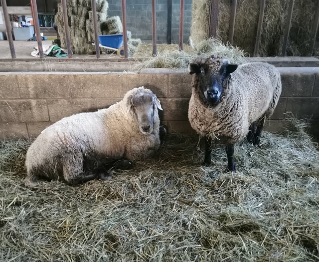 Can you help local animal sanctuary faced with food shortages?