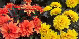 Ten sun-loving plants to beat the summer heat