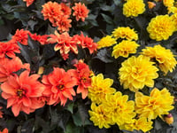 Ten sun-loving plants to beat the summer heat