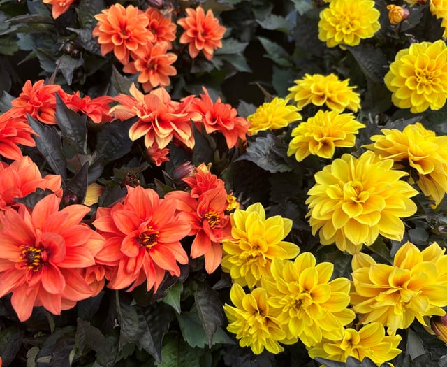 Ten sun-loving plants to beat the summer heat