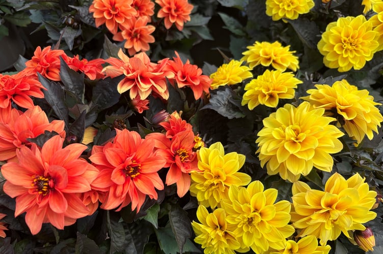 Dahlias are the stars of the sun drenched garden