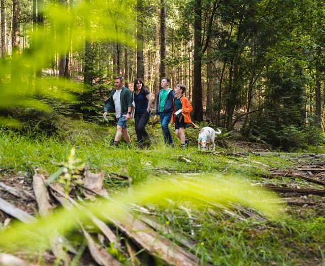 Find Gromit’s Golden Tickets in the forest