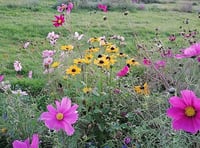 Wales Gardeners Could Boost UK Economy by £5B
