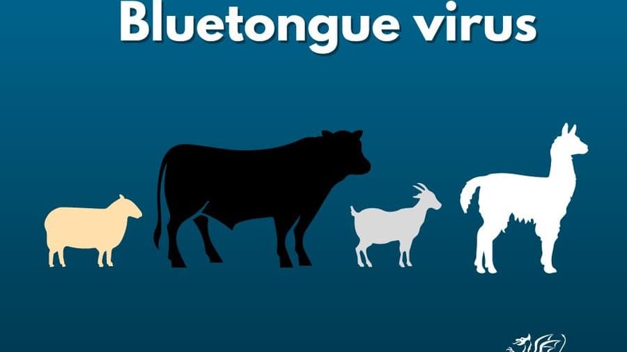 Bluetongue Virus Actively Circulating in Wales; Control Zones Imposed Around Infected Farms