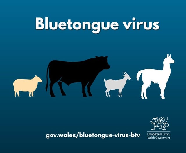 Restrictions in place as bluetongue virus confirmed on farm