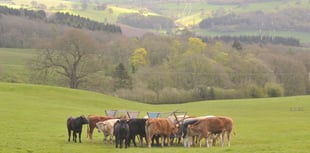 Bluetongue Zone in Wales from Nov 10