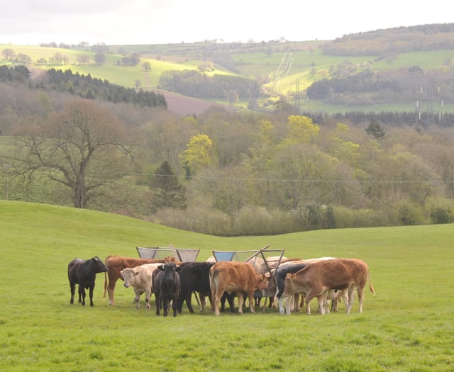 Bluetongue Zone in Wales from Nov 10