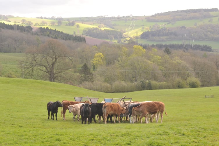 Wales will become an all-Wales Bluetongue Restricted Zone (RZ) from 10 November.
