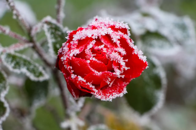 Health board urges residents to check on neighbours in cold snap 