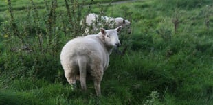 £40,000 boost to map ‘iceberg diseases’ in Welsh sheep