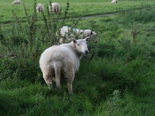 £40,000 boost to map ‘iceberg diseases’ in Welsh sheep