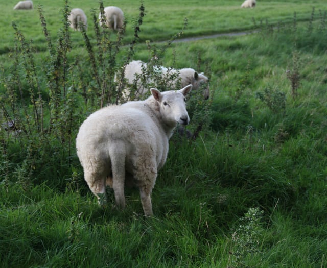 £40,000 boost to map ‘iceberg diseases’ in Welsh sheep