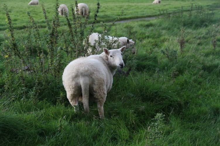 ‘Iceberg diseases’ are chronic conditions in sheep where only a few animals show visible signs, while many more carry the infection unnoticed.