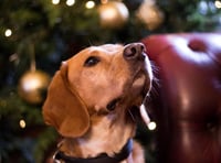 Avoid a dash to the vet: Dogs Trust’s festive safety guide for pets