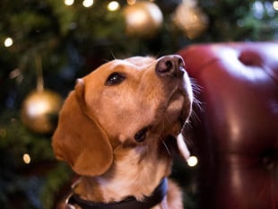 Avoid a dash to the vet: Dogs Trust’s festive safety guide for pets