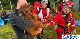 Spaniel rescued from Sedbury cliff