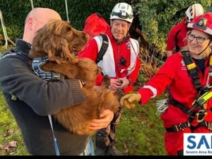 Spaniel rescued from Sedbury cliff