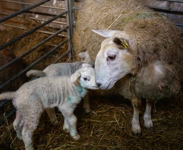 Pregnancy risks during lambing season  highlighted