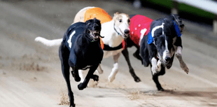 Greyhound racing banned in Wales
