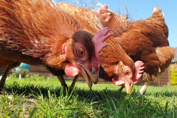 Adopted hens Peggy, Betty and Barbara