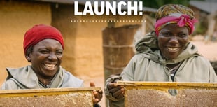 Bee charity launches new website to inspire and share

