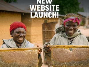 Bee charity launches new website to inspire and share

