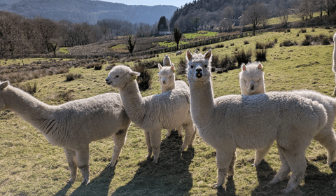 Alpaca and sheep poo secrets tested to help protect world’s grasslands