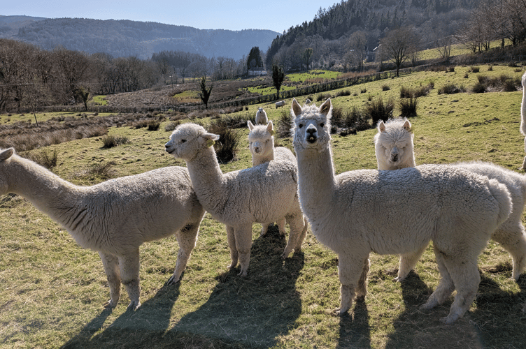 Alpacas at Aberystwyth University’s Pwllpeiran Upland Research Centre