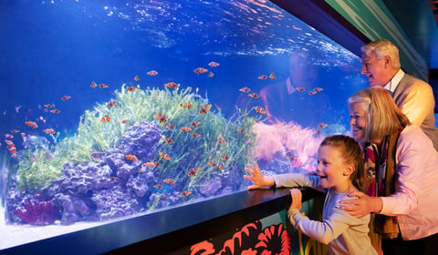 5 Top London Attractions for £59 + Free Theme Park Ticket!*