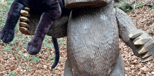 British big cats exhibition at Dean Heritage Centre