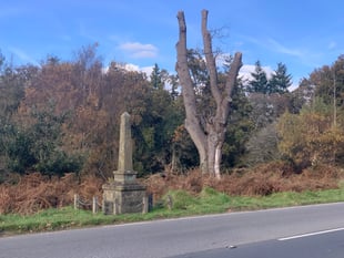 40mph limit call to stop 'bloody carnage' on Forest roads