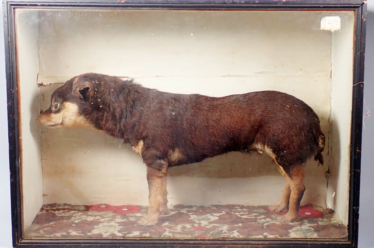 Taxidermy African Bisinjy Dog