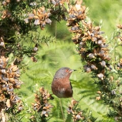 Rare birds breed for first time in Forest of Dean